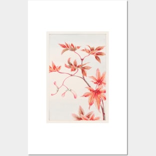 Momiji Maple Tree With Leaves And Seeds by Megata Morikaga Posters and Art